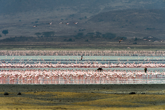 Lesser Flamingos - Ngorongoro, Tanzania