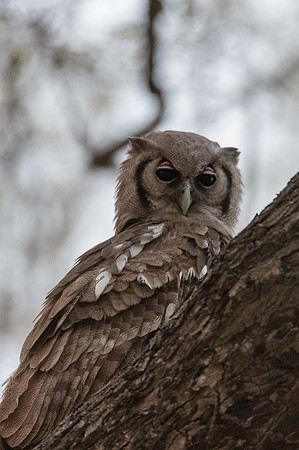 Giant Eagle Owl - Moremi, Botswana