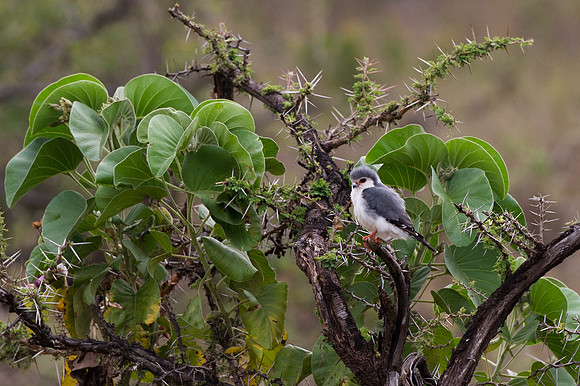 Pygmy Falcon - Loliondo, Tanzania