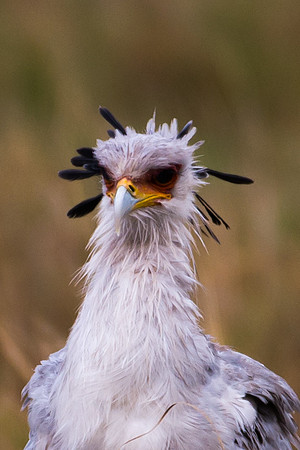 Secretary Bird - Masai Mara, Kenya