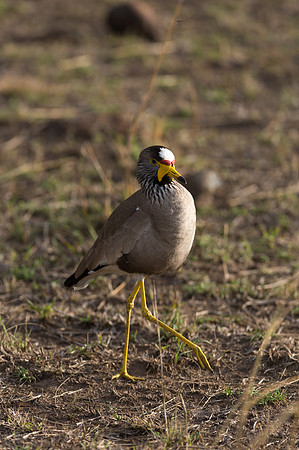 African Wattled Lapwing - Masai Mara, Kenya