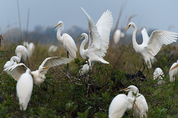 Great Egrets - Moremi, Botswana