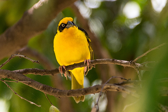Baglafecht Weaver - Masai Mara, Kenya