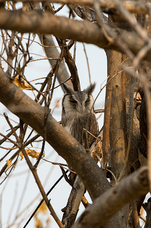 White-faced Scops-Owl - Moremi, Botswana